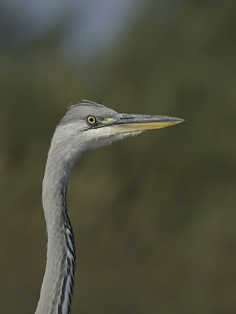 Harmaahaikara, Grey Heron, Ardea cinerea
